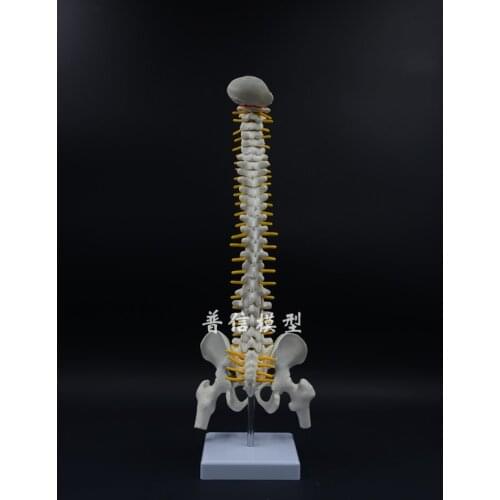 Human spine bone skeleton model 45cm sitting posture model for medical rehabilitation training, spine model, human spine model
