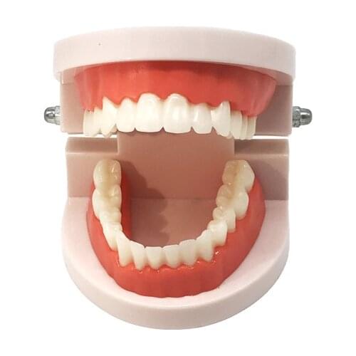 2PCS Standard Dental Teaching Model Kindergarten Brushing Practice of Oral Teeth Dentist Educational Demonstration Tool