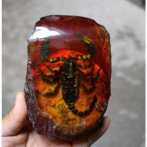 Amber King Fossil Plants Insects Characteristics Scorpion Decorative Pieces