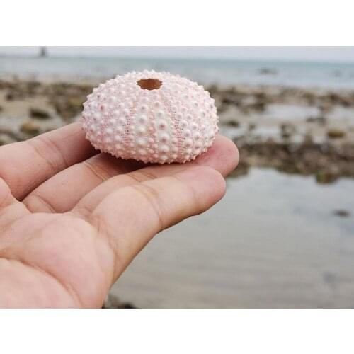 4PCS Natural Sea Urchin Shell for Decoration Conch Tillandsia Potted Plant Coquillage Undefined Home Decoration Accessories