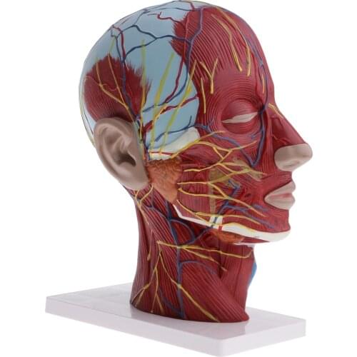 Life size 1:1 Scale Human Head & Neck Anatomical Model Median Section Educational Anatomy Model