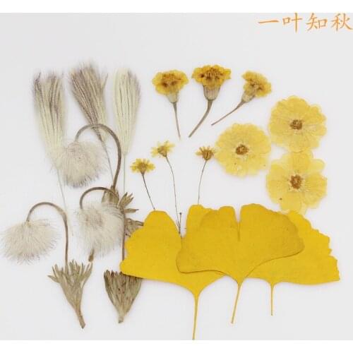 Dried Flower Embossed Photo Frame, Mobile Phone Case, Parent-child Activities, DIY Handmade Materials