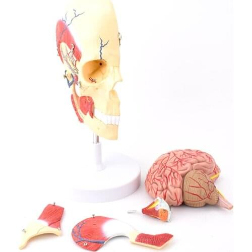 Masticatory muscle model Facial nerves Brain model Skull with brain and nerve model Skull model