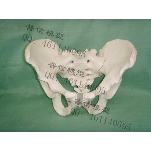 Free shipping&Natural male pelvis specimen, iliac bone, sciatic, pubic bones and demonstration model. Standard human bone model