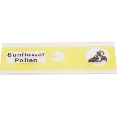 Children Microscope Learning Educational Toy Plastic Prepared Microscope Slides Biological Specimen Toys