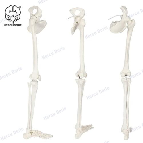 Scientific Human Leg Skeleton Bundle, Life-Size 36" Anatomical Model with All Leg Bones, Removable Hip Joint and Fully Articulat