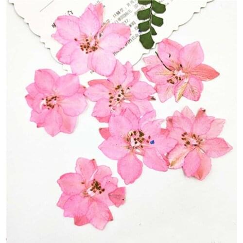 Dye Color Larkspur 1000pcs for DIY filler material Real Press Flower Wholesales Free shipment