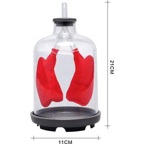 Free shipping lung breathing model pulmonary evacuation simulation of lung function model 21*11cm