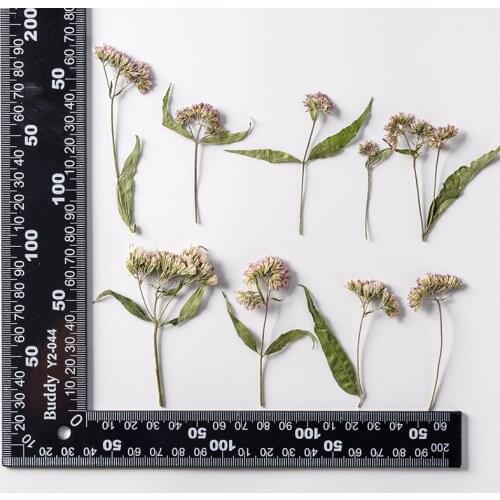 120pcs Pressed Dried Flower Eupatorium fortunei Turcz Herbarium Bookmark Prop Jewelry Postcard Invitation Card Phone Case DIY