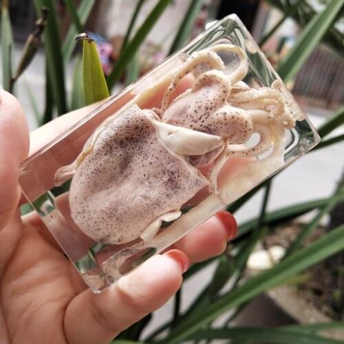 Sepia lanceolata Structural specimens animal specimens in Natural Science popularization teaching products Steam teaching aids