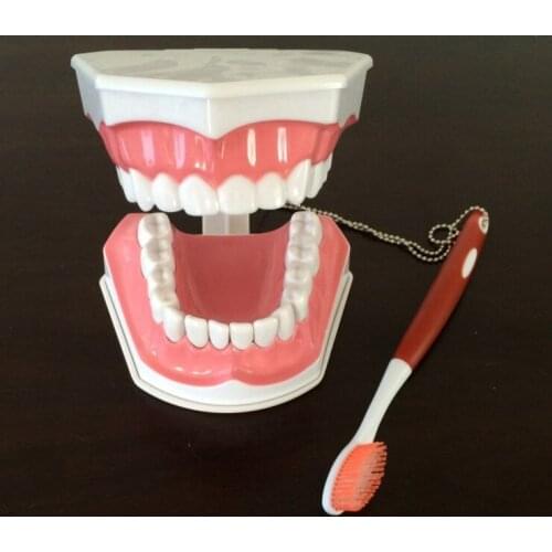 Dental demonstration model early education teaching tooth model teeth Extraction model