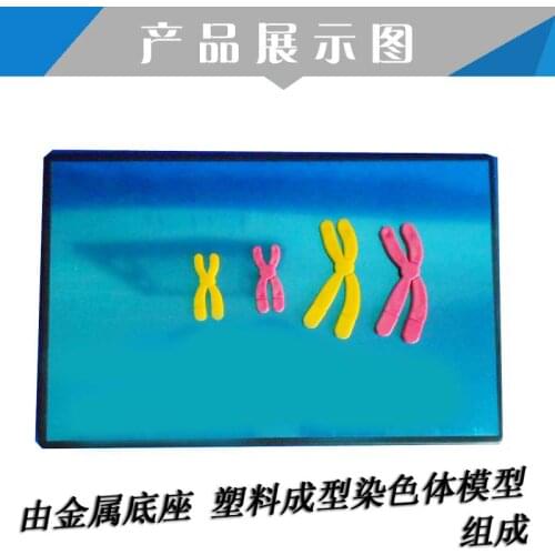 Chromosome changes model components in meiosis Detachable magnetic Biological experiment teaching instrument