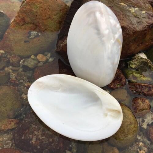 2pcs White Freshwater Mother of Pearl Shell DIY Home Decoration Aquarium Landscaping Originaliy Crafts Caviar Tableware 11-12CM