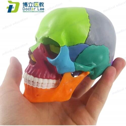 15 Parts Mini Anatomy Human Colorful Skull Skeleton Model Disassemble Bone Skeleton Model for Medical Teaching Tool