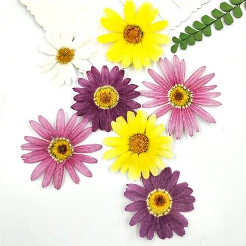 Pressed flowers Mix color Daisy for material filling dried flower cell phone shell embossed plant specimens 8pcs/bag