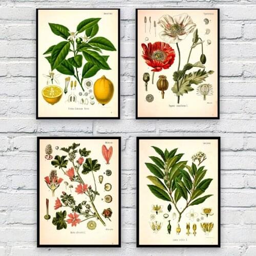 Vintage Botanical Koehlers Medicinal Plants Canvas Painting Poster and Print for Living Room Kitchen Wall Pictures Home Decor