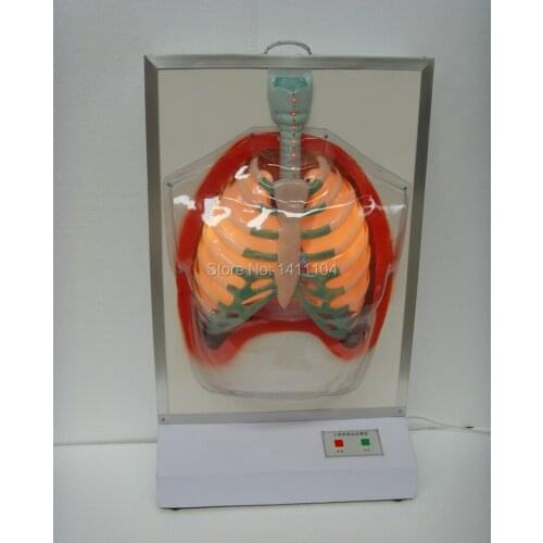 Free shipHuman respiratory motion model, Department of respiration model, medical use, respiratory system model,anatomical model