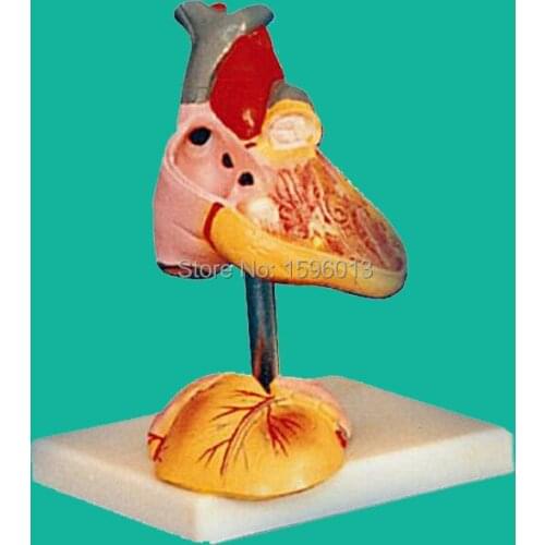 Child Anatomical Heart Model, Child Heart Model