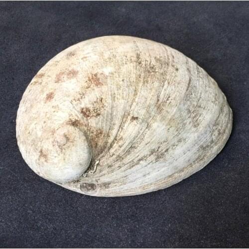 Bundle with 11-13cm Abalone Shell, Stained Wooden Tripod Stand, and 3 California White Sage Smudge Sticks