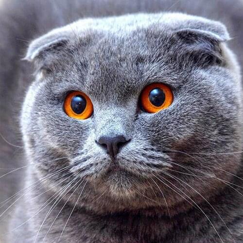 Animal Cat Printed 11CT Cross-Stitch Patterns DIY Embroidery DMC Threads Handiwork Needlework Painting Sewing Wholesale Gift