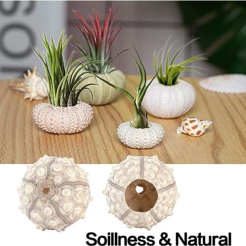 5pcs Natural Sea Urchin Shell Conch Tillandsia Potted Plant Coquillage Bonsai Mediterranean Seashells Craft Home Decor