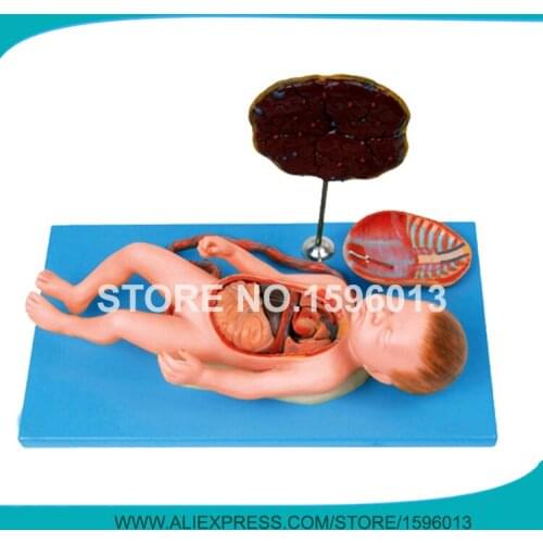 Anatomical Fetus model with Viscus, Placenta and Umbilical Cord,Vivid Fetal Model with Heart,Lung