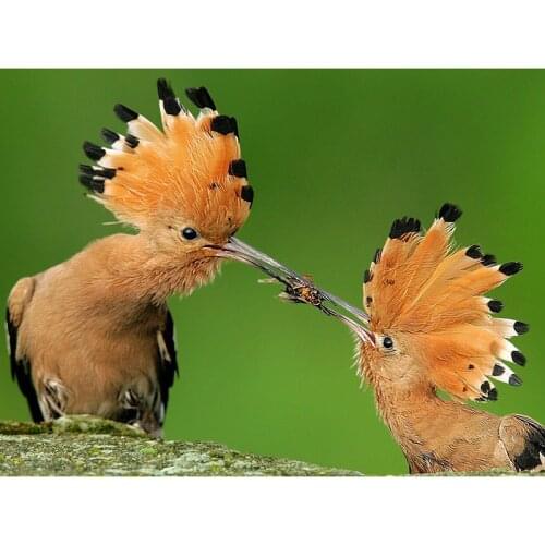 DIY 5D Diamond Painting Full Round Drill Resin Mosaic Diamond Embroidery Cross Stitch Kits Wall Art Small Hoopoe Lovely Bird