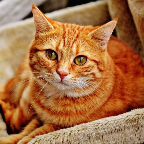 JMINE Div 5D range Cute Cat Full Diamond Painting cross stitch kits art High Quality Animal 3D paint by diamonds