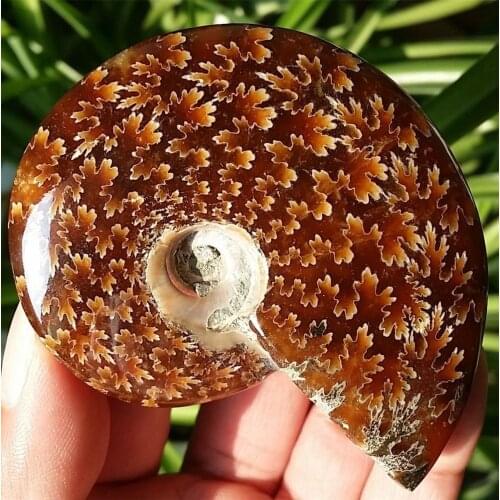 100g Natural Polished Jade Pattern Ammonite Fossil Madagascar