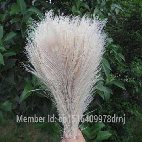 Wholesale high quality 10pcs/lot rare beige peacock feather 25-30 cm / 10-12 inch DIY decoration