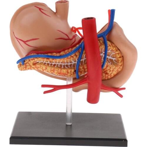 2: 3 Human Stomach Model Digestive System Structure Anatomical Model for School Teaching Tool Learning Display Lab Supplies