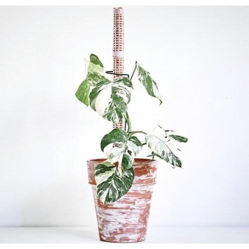 Climbing Plant Pole Sphagnum Moss Sticks Plant Growing Support Water-retaining Fertilizer-rich Coconut Palm Stick Plant Growing