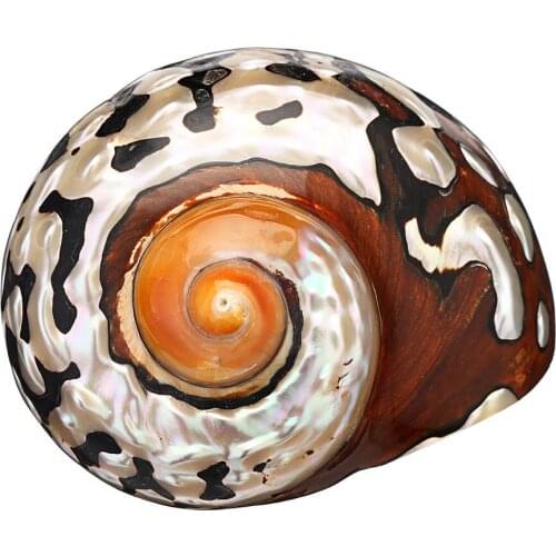 NATURAL PEARLY BIG SCREW 8-10CM CONCH SHELLS CORAL COLLECTIBLE MEDITERRANEAN AQUARIUM ORNAMENTS SEA SNAIL