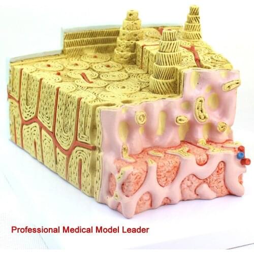 80 times Bone structure model Microanatomy model MICRO anatomy model Bone marrow internal structure Medical display 26cm