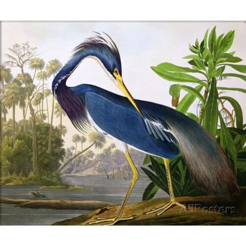 Wall art painting American birds Louisiana Heron John James Audubon canvas artwork for bathroom Kitchen Handmade pictures oils