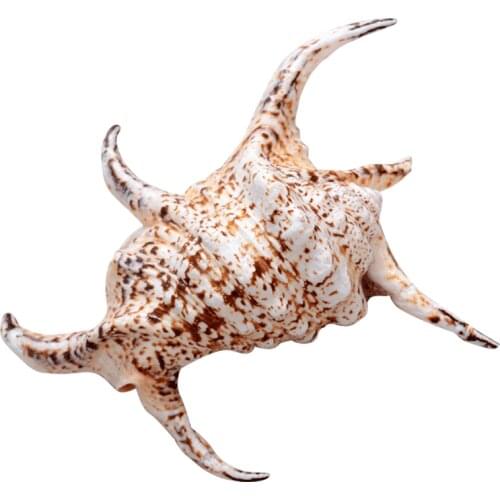 NATURAL LARGE CONCH SHELL HEXAGON SNAIL SCORPION SNAIL WATER WORD SNAIL HOME DECORATION FISH TANK SCENERY MEDITERRANEAN ORNAMENT
