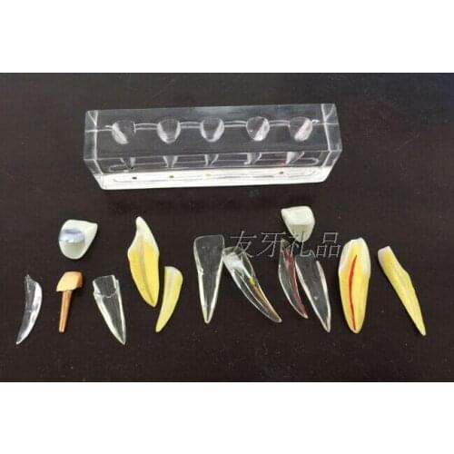 Medical Scienceodontoid clinical model Tooth model demo models free shipping