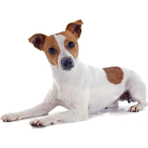 Diy diamond embroidery 5d diamond painting full square jack russel Cross Stitch 3D picture rhinestones dog for Home Decor E1490
