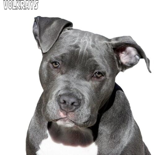 Volkrays Funny Car Sticker Cute American Pit Bull Terrier American Staffordshire Dog Waterproof Window Decals PVC,15cm*14cm