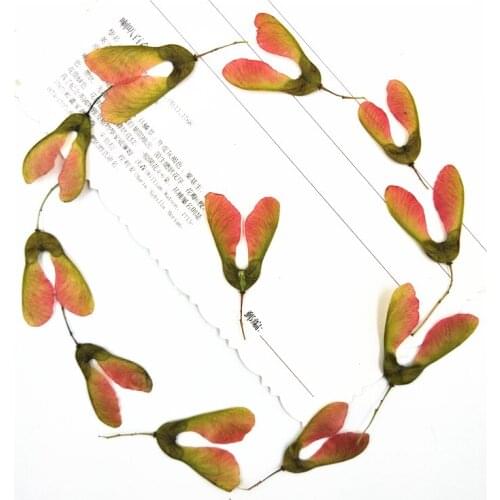 12pcs Natural Pressed Dried Flower Maple tree flowers for DIY Arts Crafts Scrapbooking Embellishments Jewelry Making