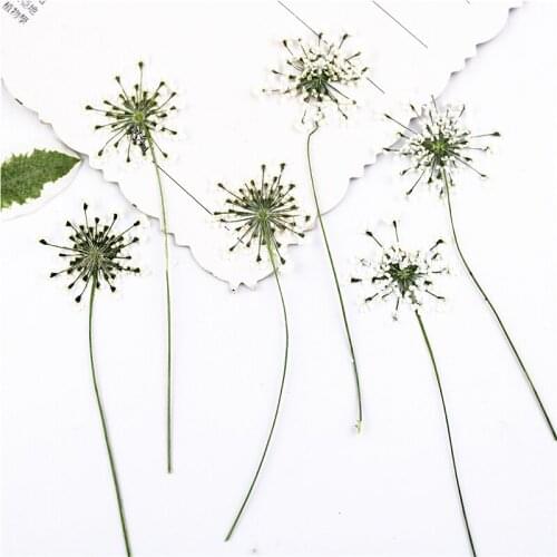 100 Pcs Dried flowers Pressed White Lace Flowers With Stem Nature Real Flower For DIY Wedding Invitation Art Bookmark Gift Card