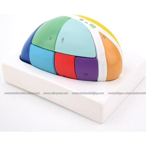 CMAM/13005 Brain- Thalamic model, 7parts, 5X, Medical Brain Anatomical Human Model