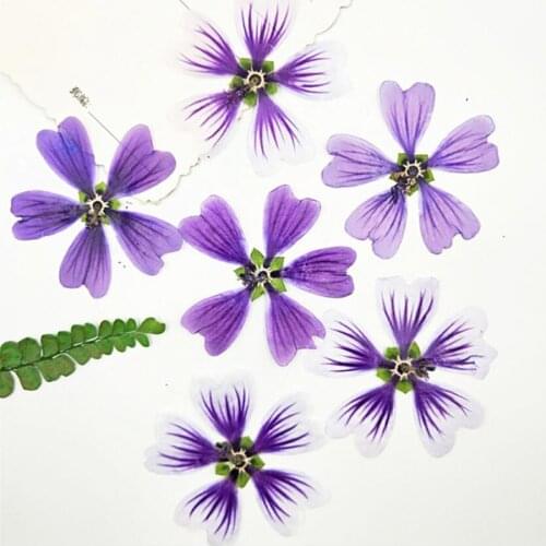 120pcs Pressed Dried 4-6cm Malva Sinensis Cavan Flower Plant Herbarium For Jewelry Phone Case Photo Frame DIY Making DIY
