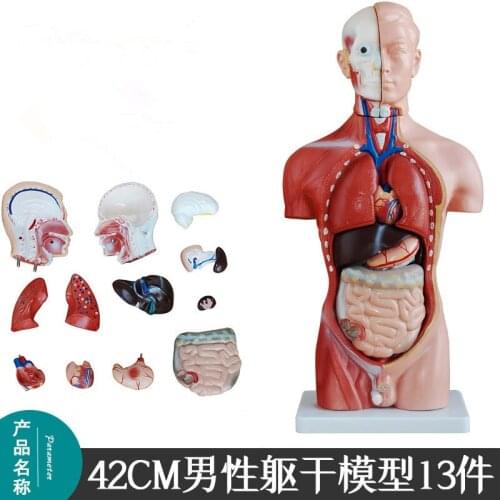13parts 42CM Human Male Torso Heart Brain Trachea Esophagus Aorta Diaphragm Lung Internal Organs Anatomical Model