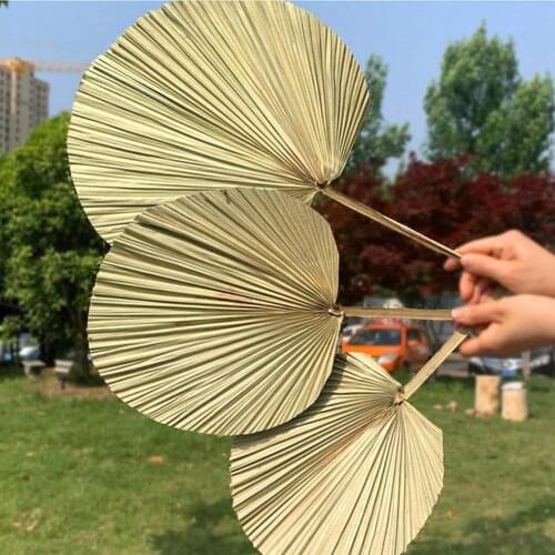 Natural Dried Fan Palm Party Art Wall Hanging Display Arrange Flower Art Craft Home Wedding Decoration Photo Props Accessories
