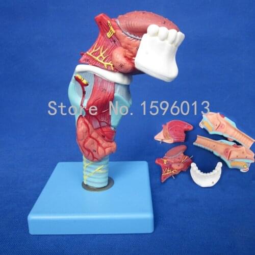 HOT Anatomical Larynx Model with Toungue and Teeth , Larynx model