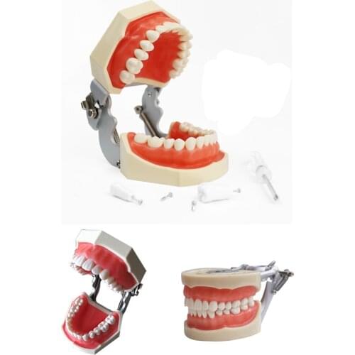 1pcs Teeth Model All 28 pcs Teeth Removable Soft Gum Dental Model for New Dental Practice Dentist Traning In The School