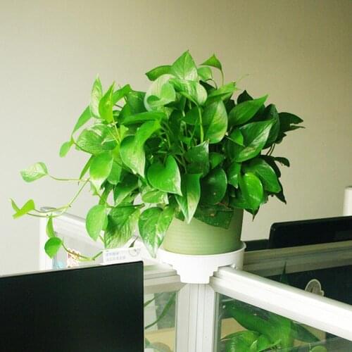 Office Station Thickened Cross T Type Flower Pot Tray Small Bonsai Holder Rack