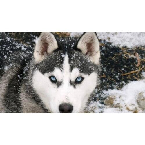 Siberian Husky Diamond Painting Rhinestone 5D DIY Diamond Embroidery animal Cross Stitch,diamond Mosaic art