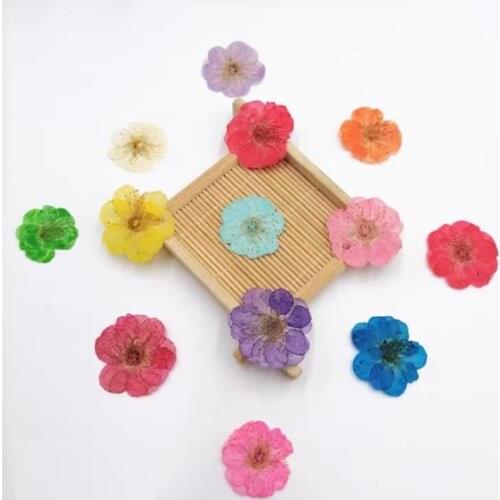 120pcs Pressed Dried Plum Blossom Flower Plant Herbarium For Jewelry Photo Frame Phone Case Bookmark Making DIY
